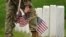 Un soldado de EEUU participa en la misión anual "Flags In" para el Día de los Caídos, en el Cementerio Nacional de Arlington. REUTERS/Kevin Lamarque