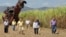 Coalición Agrícola de EEUU visita un central azucarero. EFE