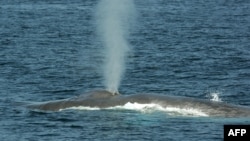 Una ballena azul es avistada en la costa de Long Beach, California. (Archivo)