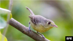 Víreo cubano avistado en la Florida.