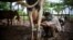 Un campesino ordeña una vaca en su finca de Mayabeque. (YAMIL LAGE / AFP)