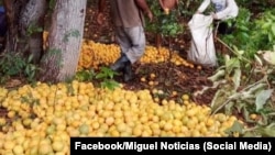 Los mangos se gotean maduros, pero Acopio carece de recursos para cosecharlos, mientras impide al campesino hacerse cargo de la situación. 