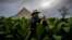 Un agricultor en Pinar del Río revisa las hojas de tabaco. (Foto AP/ Ramón Espinosa)