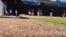 Aroldis Chapman (54) en el bullpen de los Yankees.