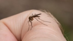 Crisis epidemiológica en Cuba.
A closeup shot of a mosquito on a human's skin Envato (©)