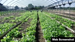 Un semillero de tabaco. (Archivo)