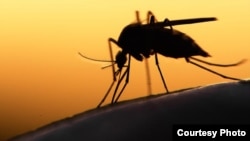 Los tres primeros casos de Zika detectados en Cuba ocurrieron en personas que viajaron desde Venezuela.