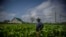 Un productor de tabaco en Pinar del Río, Cuba. (AP Photo/Ramon Espinosa)