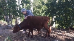 Autoridades cubanas confiscaron animales en la finca de la familia de opositores políticos