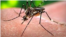 El virus del Zika es transmitido por el mosquito Aedes Aegypti.