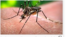 Virus del Zica es transmitido por mosquitos Aedes Aegyptis.