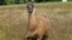 Cormac, la llama que vive en una granja de Washington. (Cortesía de Triple J. Farms)